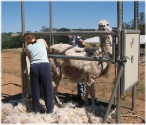 horse rescue