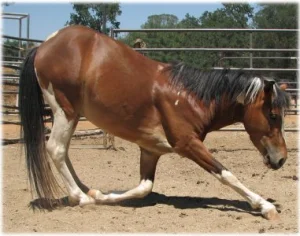 horse rescue