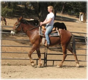 horse rescue