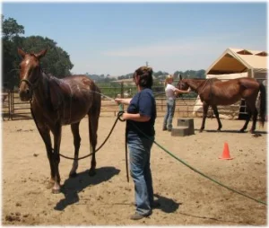 horse rescue