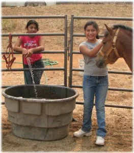 horse rescue