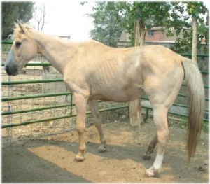 horse rescue