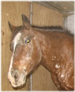 horse rescue