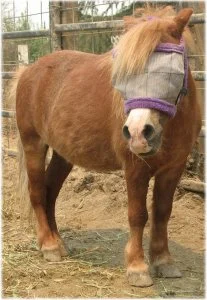 horse rescue