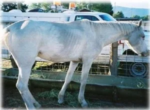 horse rescue