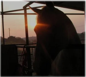 horse rescue