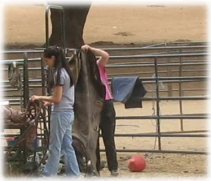 horse rescue