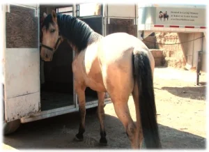 horse rescue