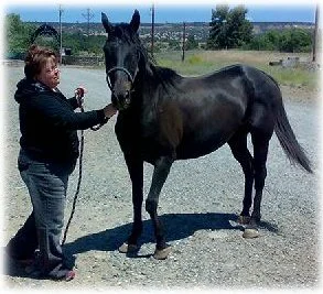 horse rescue