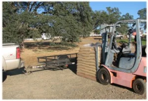horse rescue