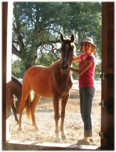 horse rescue