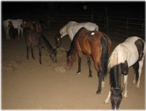 horse rescue