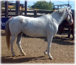 horse rescue