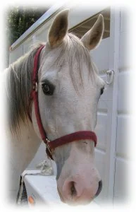 horse rescue