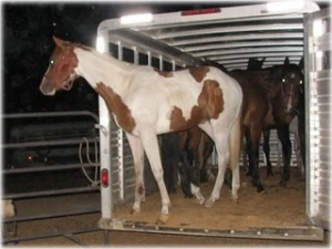 horse rescue