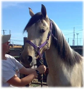 horse rescue