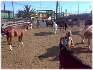 horse rescue