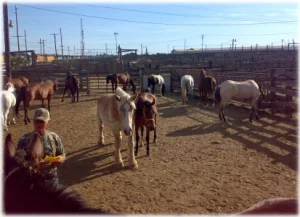 horse rescue