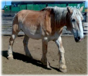 horse rescue