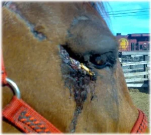 horse rescue