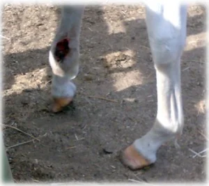 horse rescue