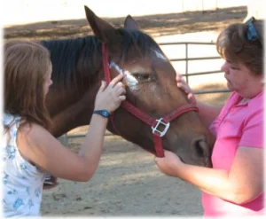 horse rescue