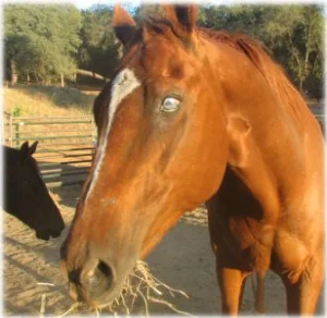 horse rescue