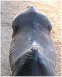 horse rescue