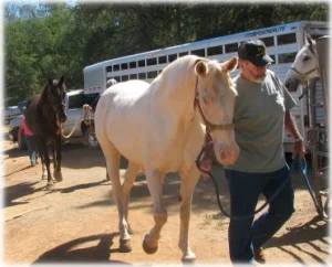 horse rescue