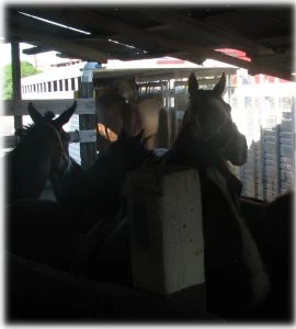 horse rescue