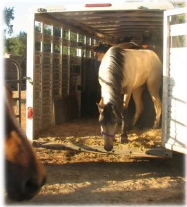 horse rescue