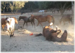 horse rescue