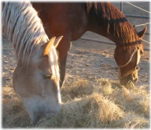 horse rescue