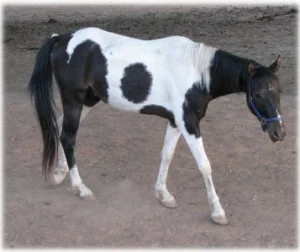 horse rescue