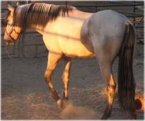 horse rescue