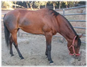 horse rescue