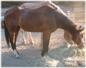 horse rescue