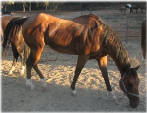 horse rescue