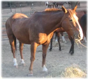 horse rescue