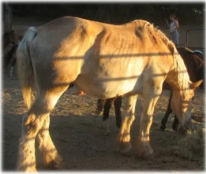 horse rescue