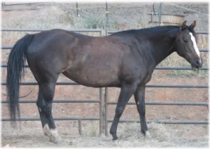 horse rescue
