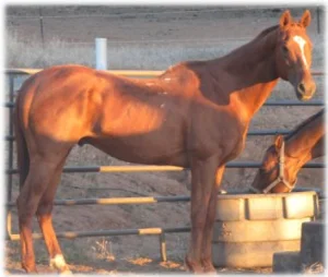horse rescue