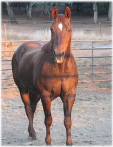 horse rescue