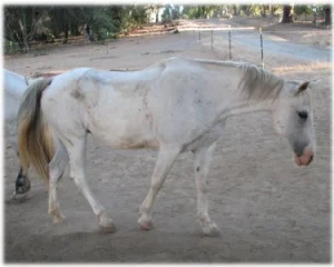 horse rescue