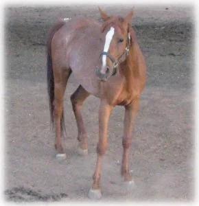 horse rescue