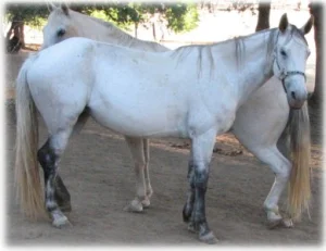 horse rescue