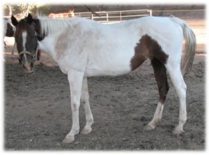 horse rescue