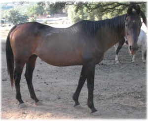 horse rescue