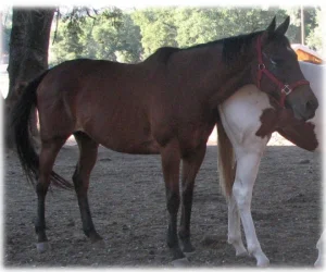 horse rescue