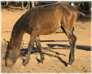 horse rescue